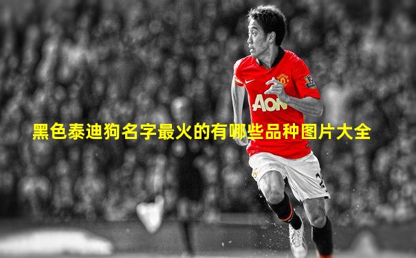 黑色泰迪狗名字最火的有哪些品种图片大全